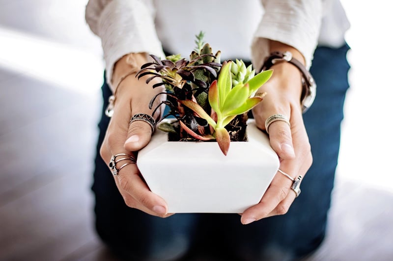 Succulent Plants